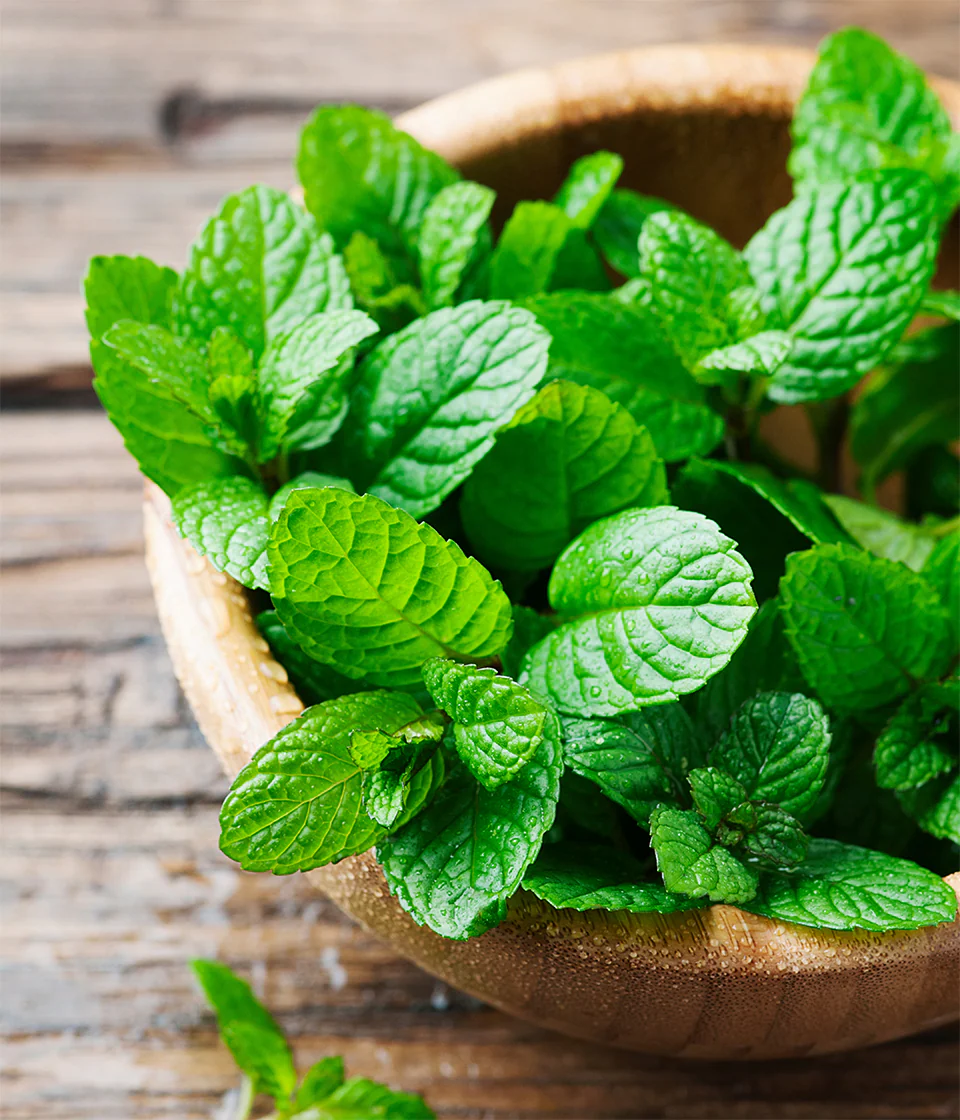 Relx Creator 悅刻積木 清新薄荷